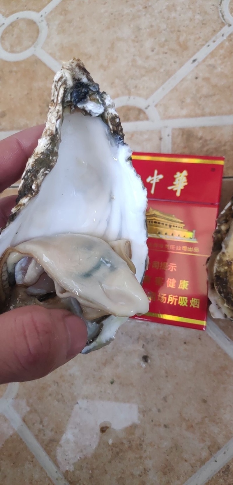 南澳岛黄金三倍体生蚝半壳生蚝鲜活全壳生蚝高压锅生蚝
