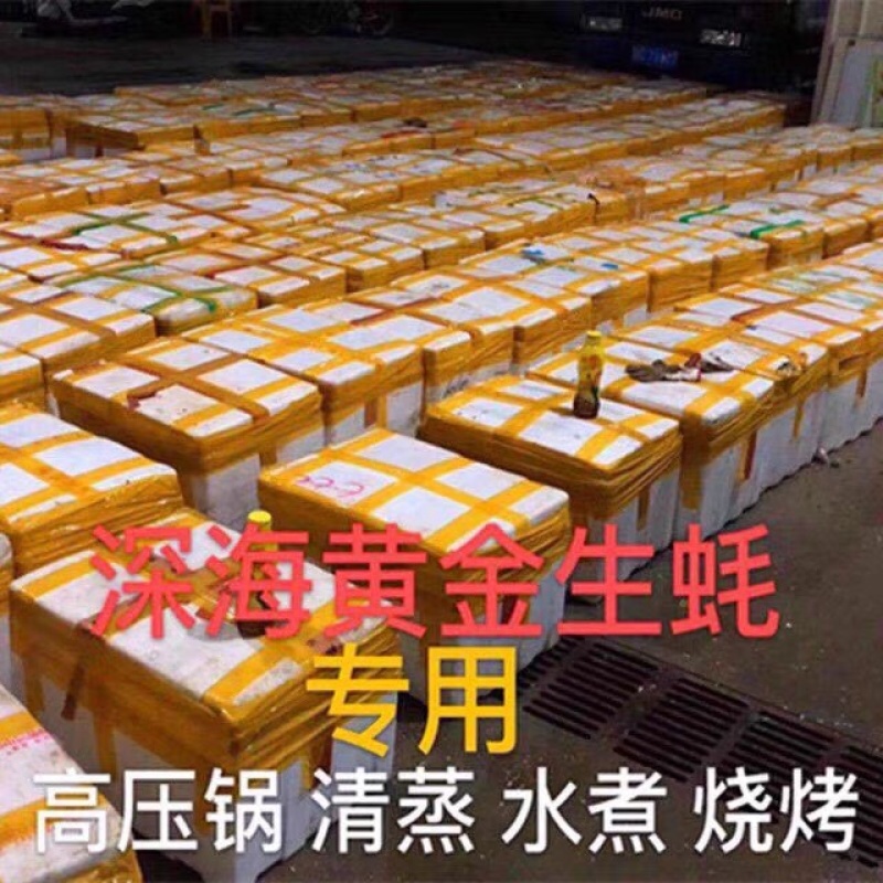 南澳岛黄金三倍体生蚝半壳生蚝鲜活全壳生蚝高压锅生蚝