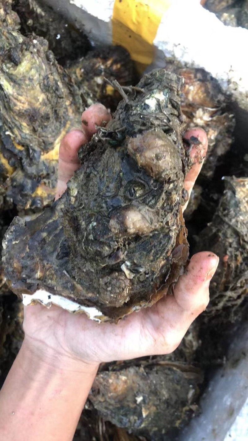 南澳岛黄金三倍体生蚝半壳生蚝鲜活全壳生蚝高压锅生蚝