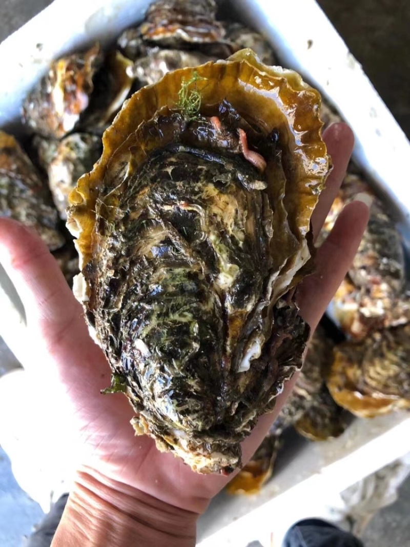 南澳岛黄金三倍体生蚝半壳生蚝鲜活全壳生蚝高压锅生蚝