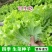 无公害玻璃生菜种子大全水培四季农家阳台盆栽结球蔬菜籽种孑
