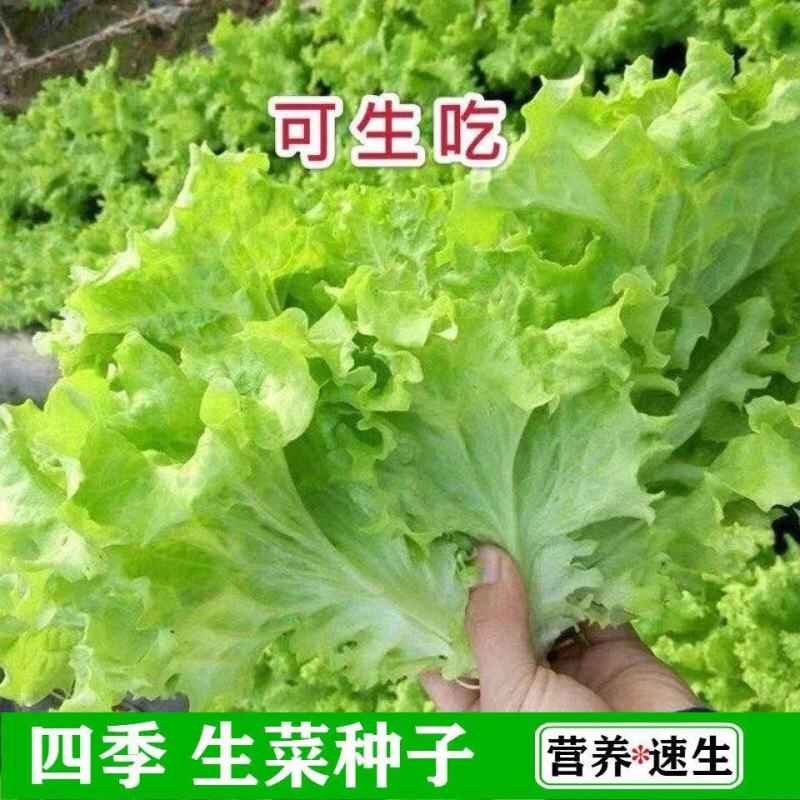 无公害玻璃生菜种子大全水培四季农家阳台盆栽结球蔬菜籽种孑
