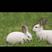 自家养的兔子，长的快，能长到10斤/15斤。