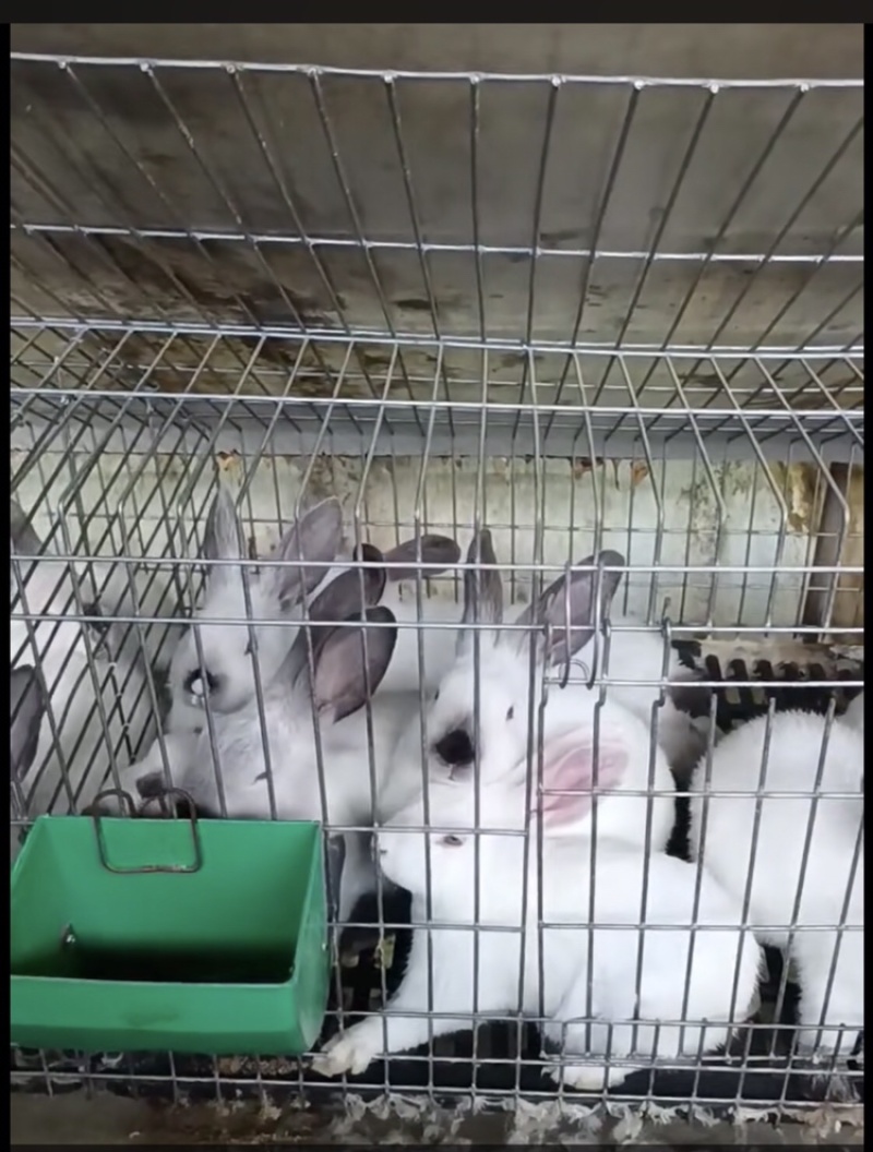 自家养的兔子，长的快，能长到10斤/15斤。