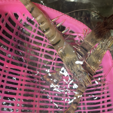 鲜活一手货源九节虾黑虎虾全国发货批发价格