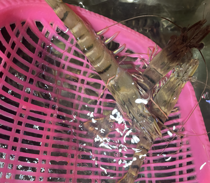 鲜活一手货源九节虾黑虎虾全国发货批发价格
