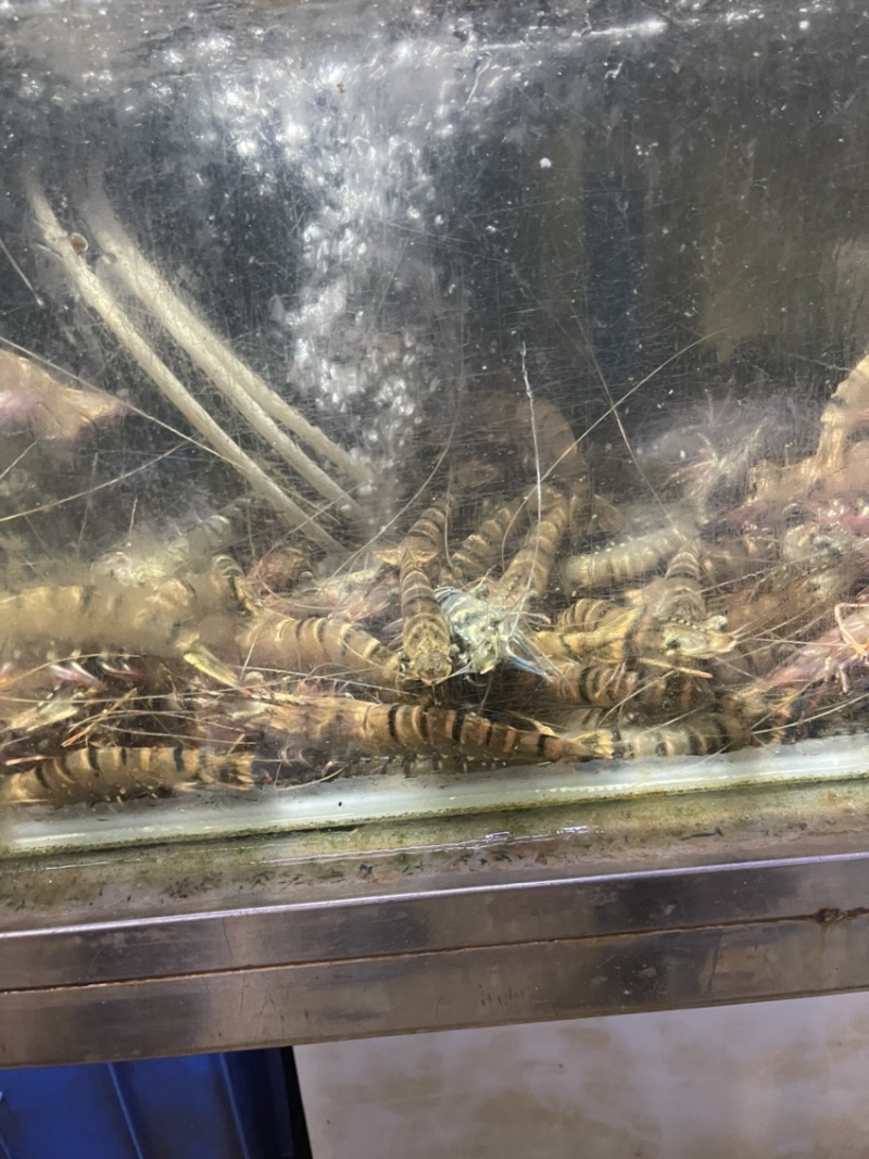 鲜活一手货源九节虾黑虎虾全国发货批发价格