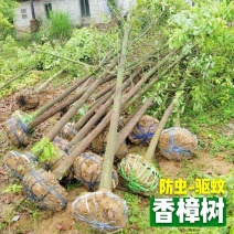 自产自销香樟树樟树大叶小叶香樟直径2--20公分香樟包邮