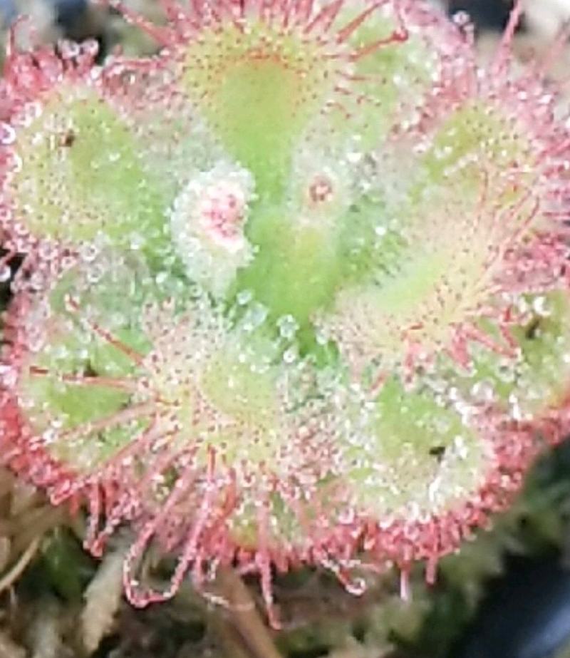捕蝇草植物食虫系列錦地罗，捕蝇小能手，红遍全网，欢迎进店