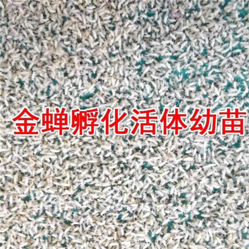 金蝉种苗