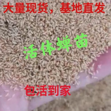 金蝉种苗