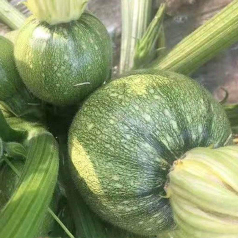 龙珠西葫芦种子种籽早熟高产耐热西胡芦抗病毒春夏秋四季蔬菜