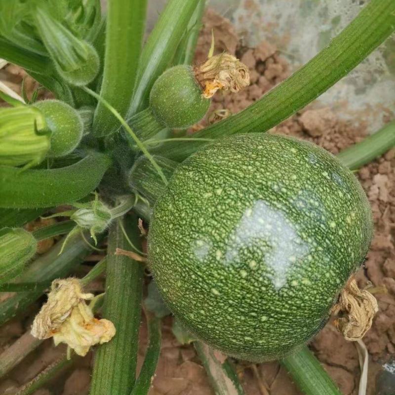 龙珠西葫芦种子种籽早熟高产耐热西胡芦抗病毒春夏秋四季蔬菜
