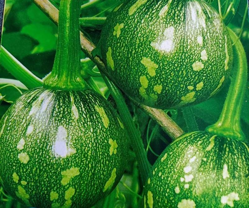 龙珠西葫芦种子种籽早熟高产耐热西胡芦抗病毒春夏秋四季蔬菜
