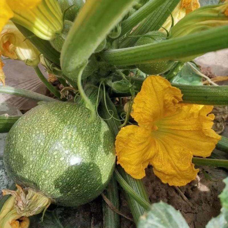 龙珠西葫芦种子种籽早熟高产耐热西胡芦抗病毒春夏秋四季蔬菜