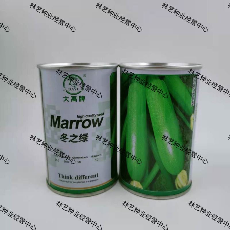 冬之绿西葫芦种子油亮青绿色秋冬季大棚温室越冬早春季西葫芦