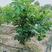 新品泰国暹罗柚子树苗南北方四季种植红心蜜柚三红柚子苗