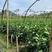 新品泰国暹罗柚子树苗南北方四季种植红心蜜柚三红柚子苗