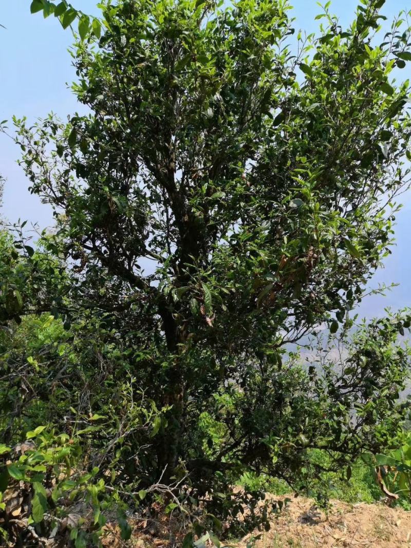 云南山茶