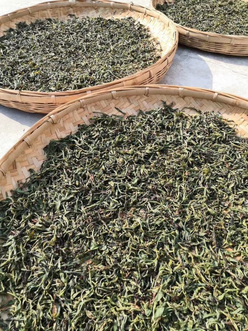云南山茶