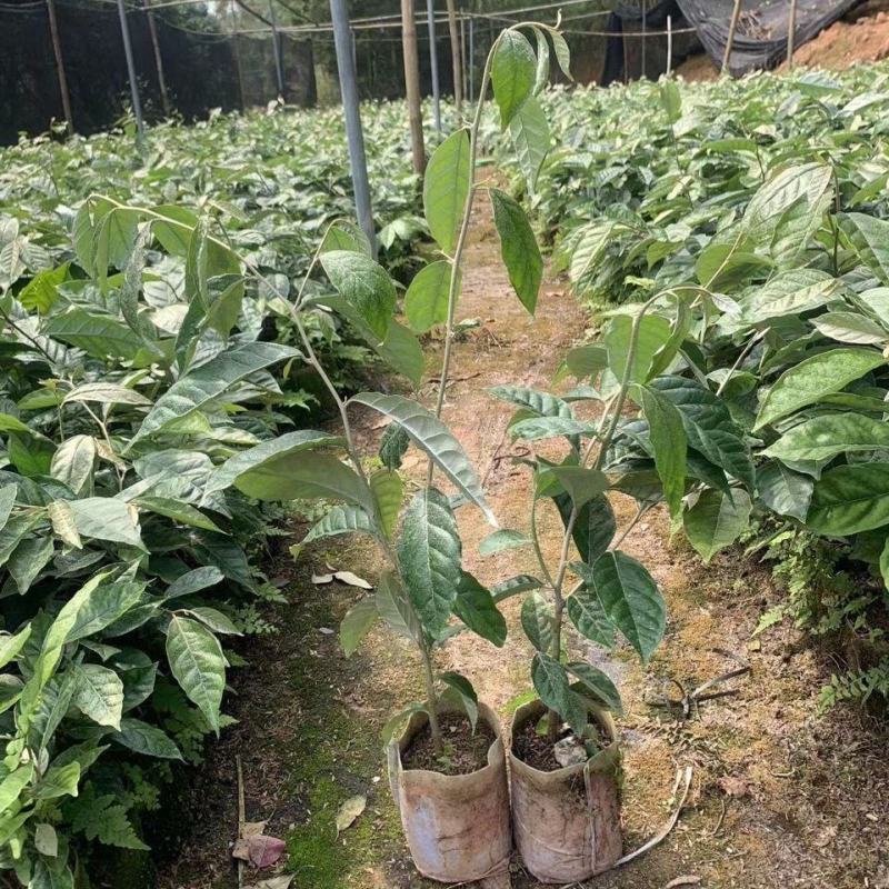 羊奶果树树苗纯甜胡颓子羊奶果苗盆栽地栽南北方种植带土带叶