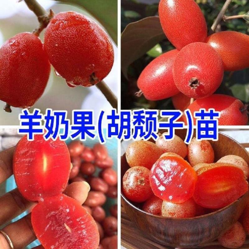 羊奶果树树苗纯甜胡颓子羊奶果苗盆栽地栽南北方种植带土带叶