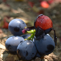 夏黑葡萄大量上市，产地直销物美价廉，欢迎采购