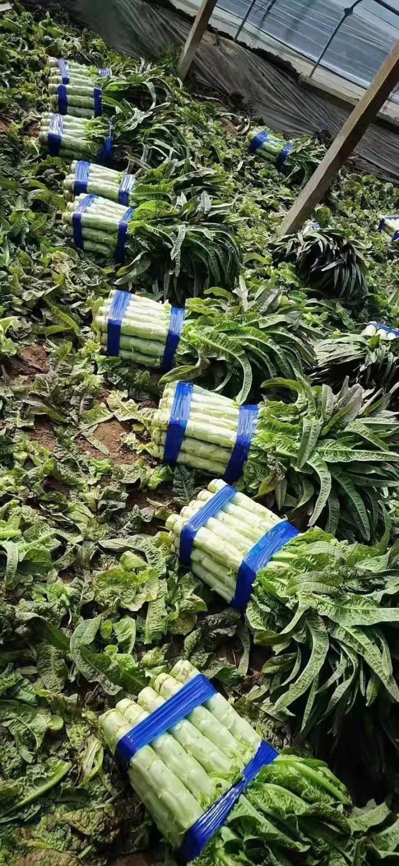 河南开封周口优质红叶莴苣陆续大量上市求合作