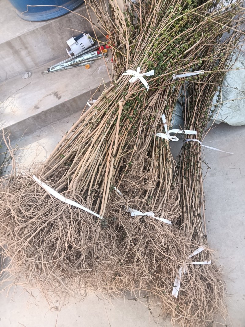 【热销】药用连翘苗，新品种3号高产连翘苗，大果药用基地直