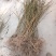 【热销】药用连翘苗，新品种3号高产连翘苗，大果药用基地直
