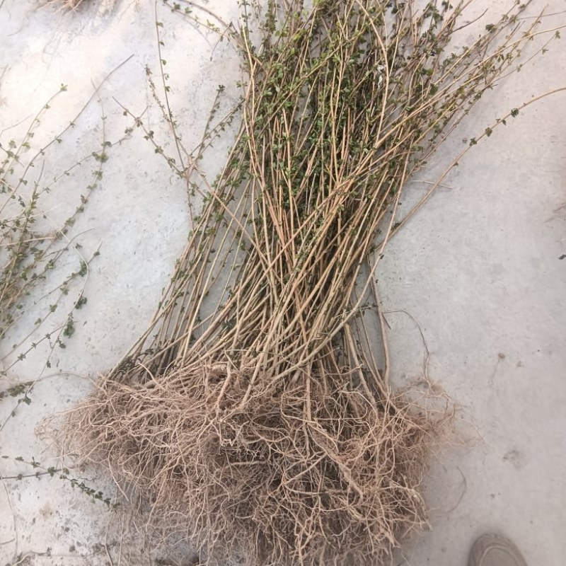 【热销】药用连翘苗，新品种3号高产连翘苗，大果药用基地直
