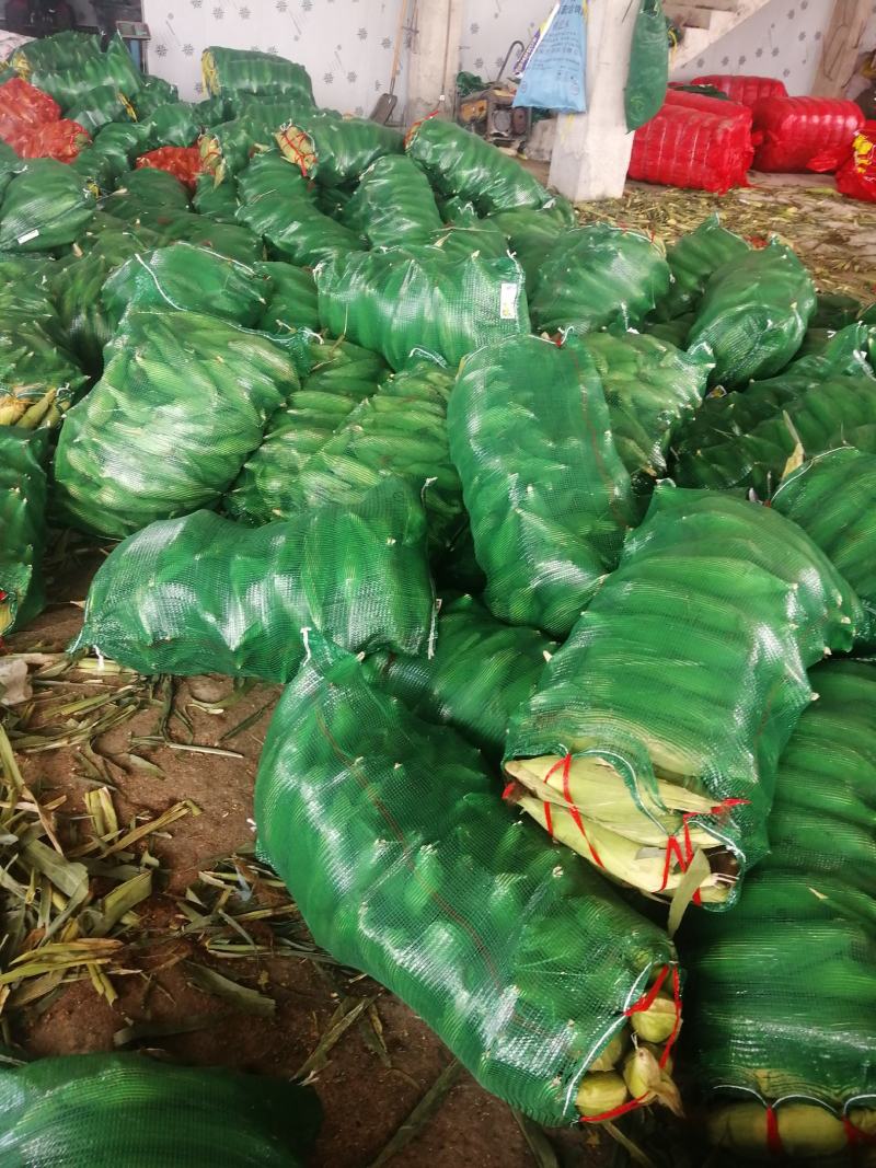 河南糯玉米水果玉米大量上市求合作质量不错