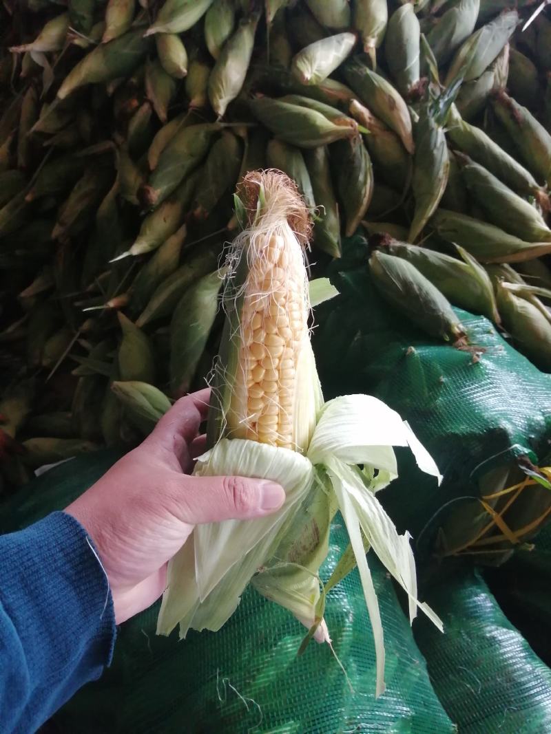 河南糯玉米水果玉米大量上市求合作质量不错