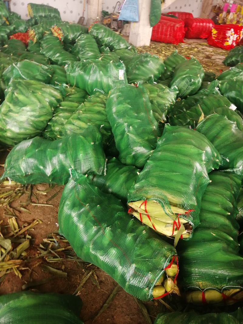 河南糯玉米水果玉米大量上市求合作质量不错
