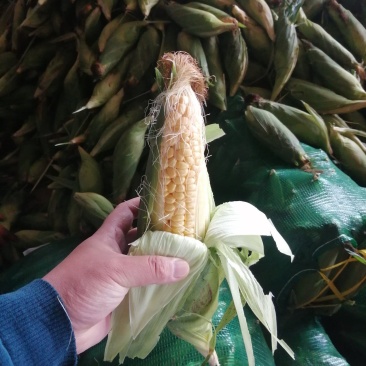 河南糯玉米水果玉米大量上市求合作质量不错