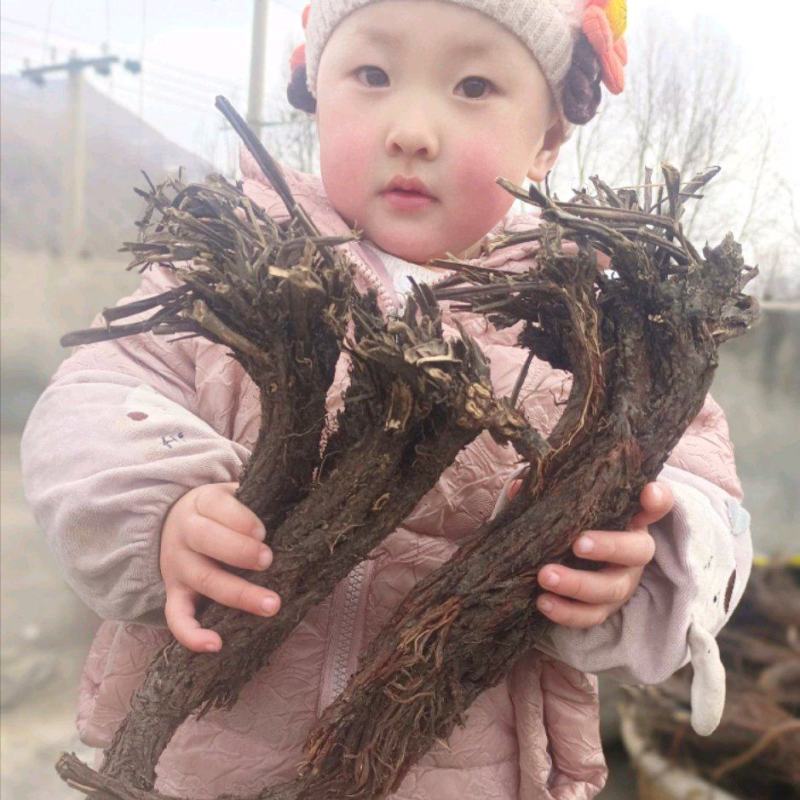 野生紫花丹参。甘肃岷县货。干货，纯正野生货