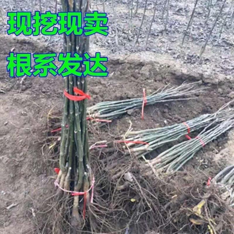 嫁接薄皮核桃苗纸皮核桃树核桃苗当年结果南方北方种植地栽盆