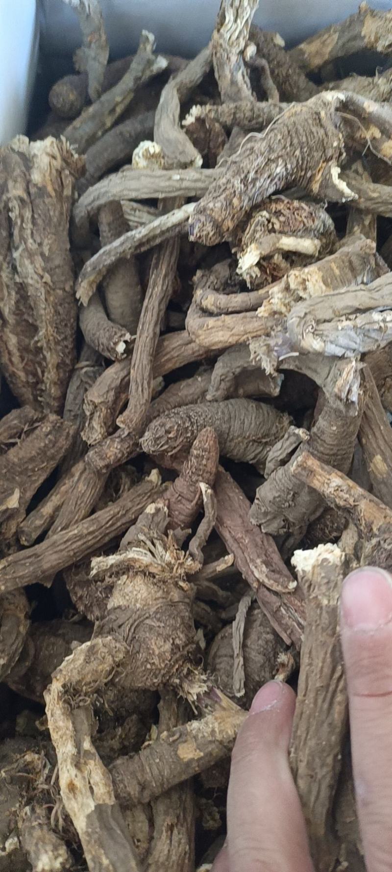 野生当归。藏当归。纯正西藏野生当归，一手货源，年份足