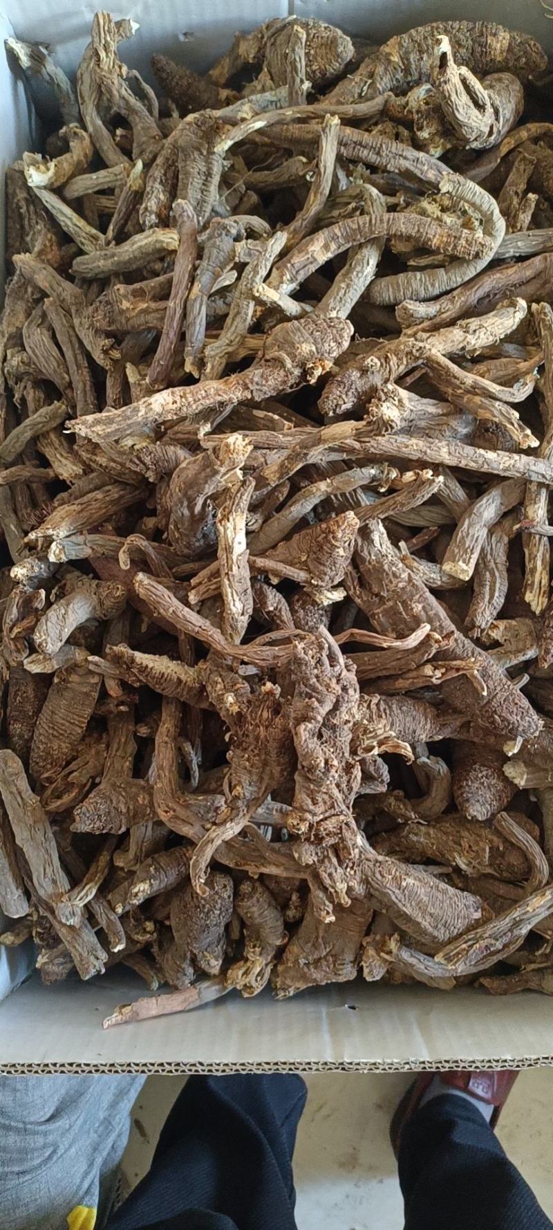 野生当归。藏当归。纯正西藏野生当归，一手货源，年份足