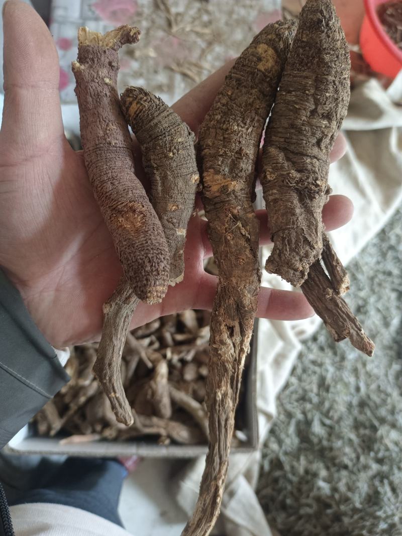野生当归。藏当归。纯正西藏野生当归，一手货源，年份足