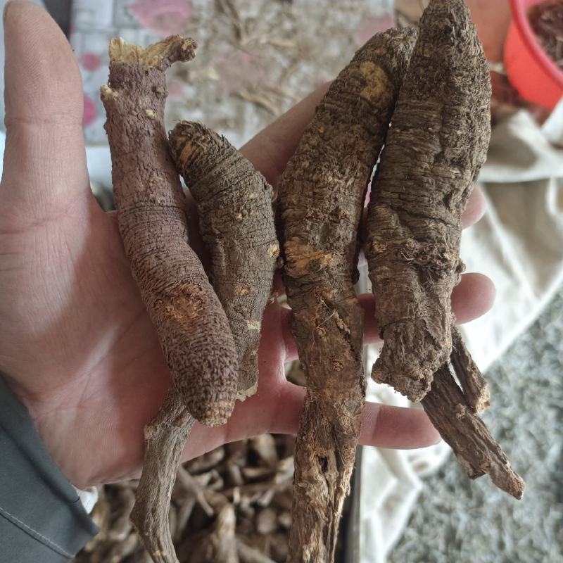 野生当归。藏当归。纯正西藏野生当归，一手货源，年份足