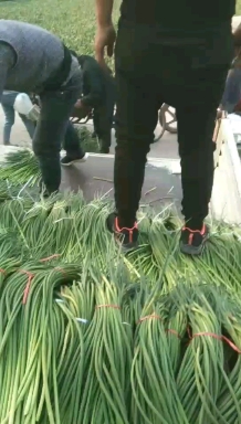 金乡蒜苔优质红帽蒜苔大量上市！代发全国欢迎采购货源充足质