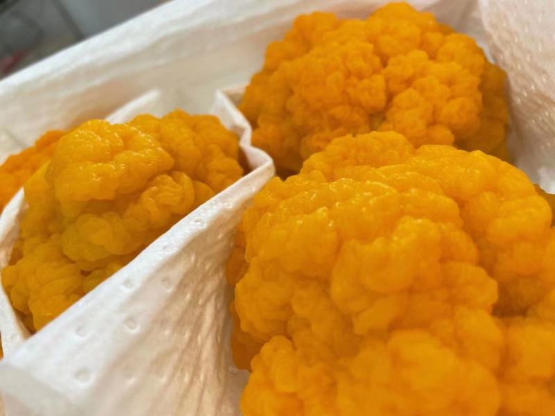 金耳菌