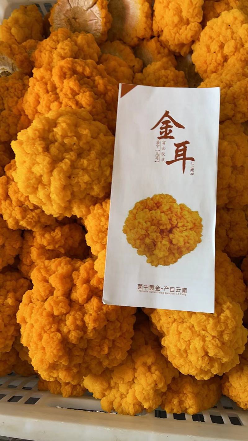 金耳菌