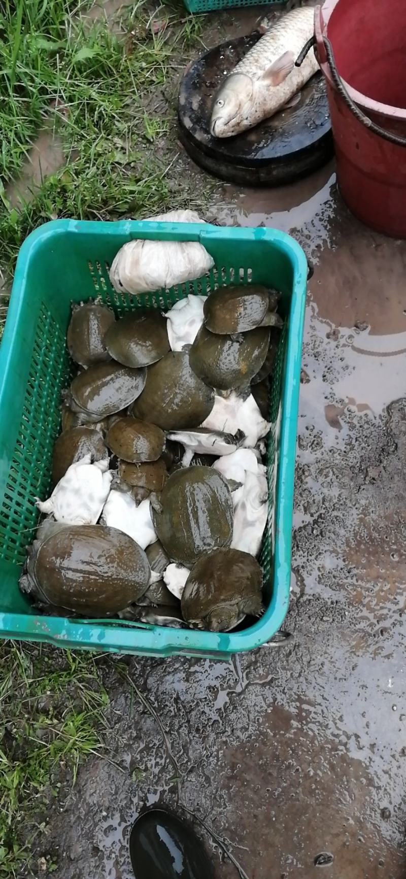 湖南南苹生态农业股份有限公司