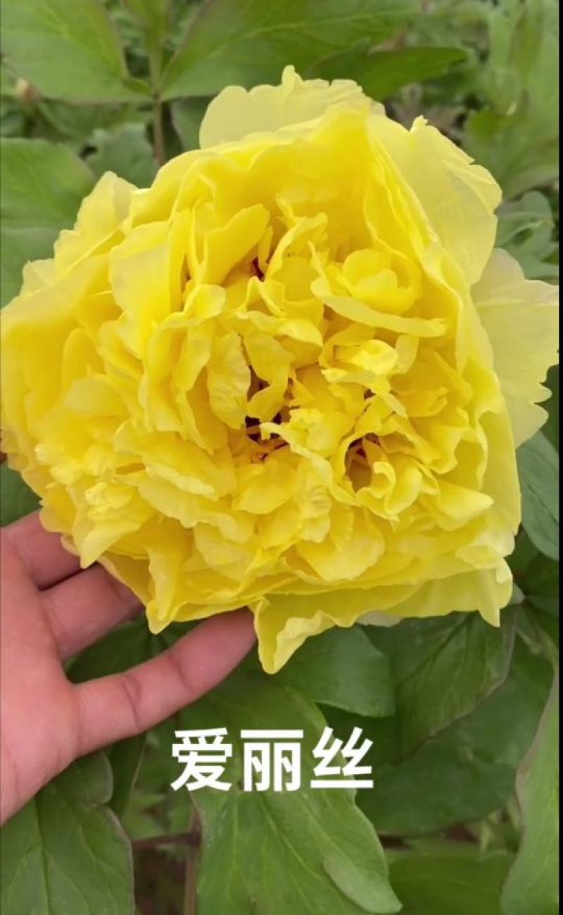 山东菏泽精品观赏牡丹品种百元红霞和乌龙捧盛长势很好，质优