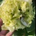 山东菏泽精品观赏牡丹品种百元红霞和乌龙捧盛长势很好，质优