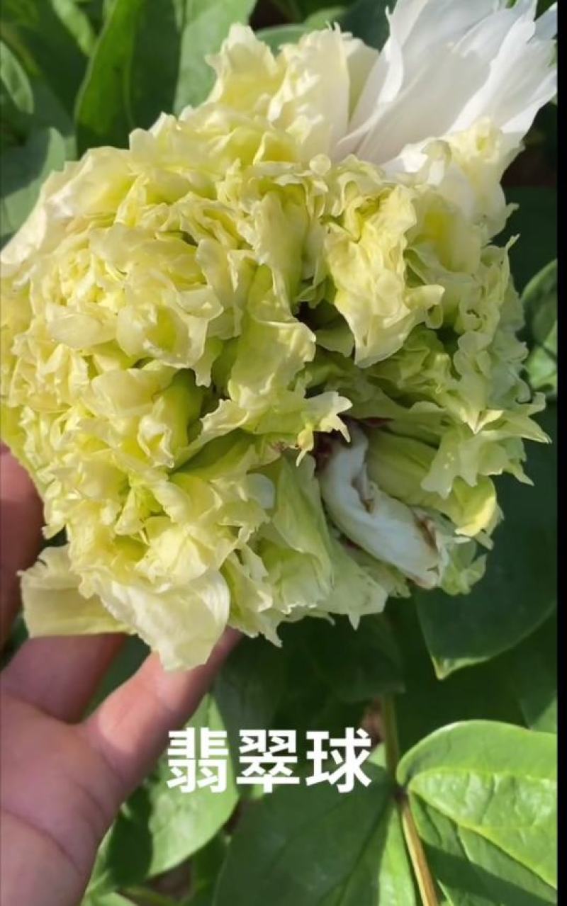 山东菏泽精品观赏牡丹品种百元红霞和乌龙捧盛长势很好，质优