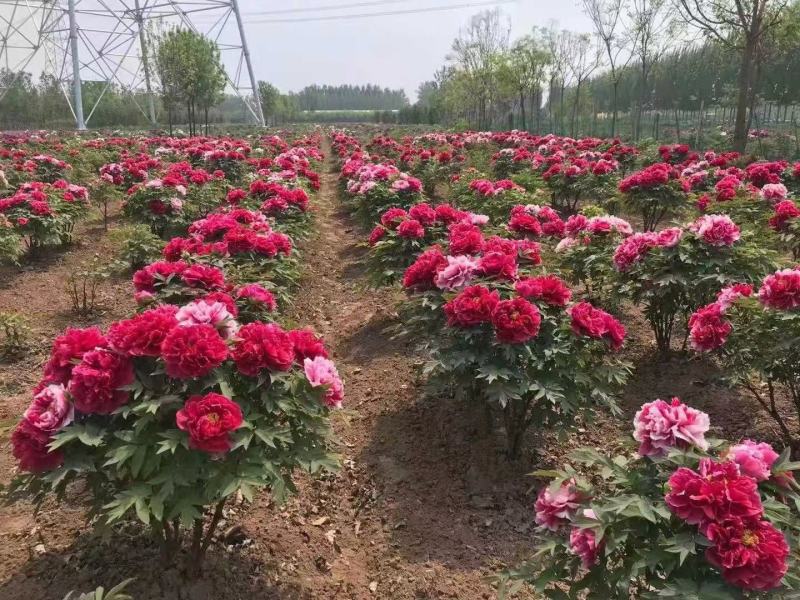 山东菏泽精品观赏牡丹品种百元红霞和乌龙捧盛长势很好，质优