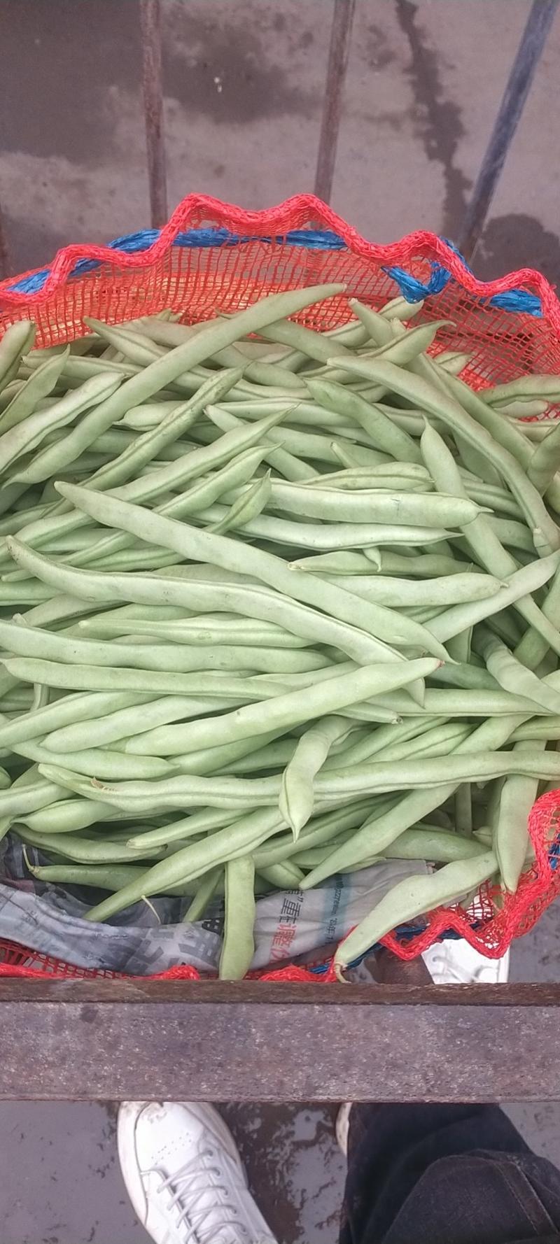 精品西季豆大量上市可供超市产地质发发全国各地